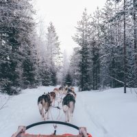 Slee getrokken door sledehonden