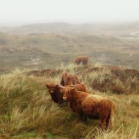 Schotse Hooglanders op Texel in de mist