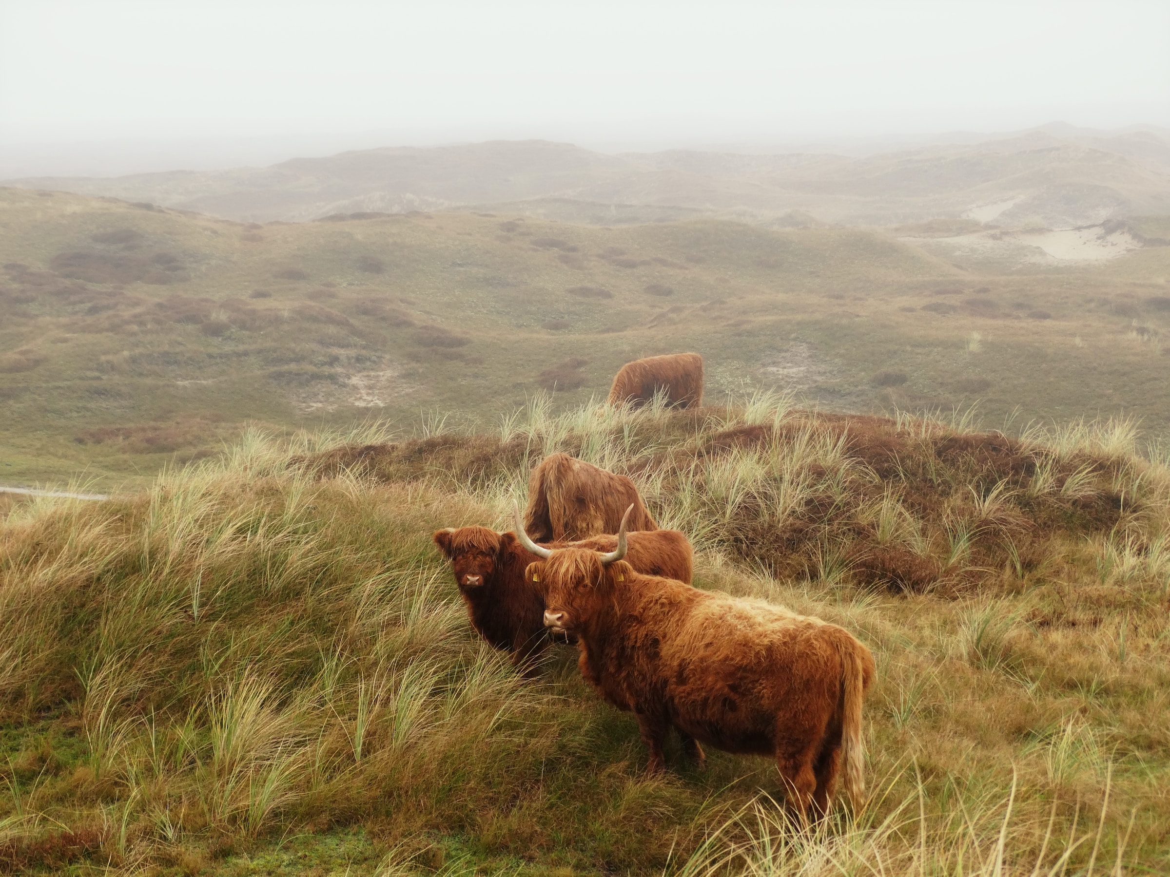 Schotse Hooglanders op Texel in de mist